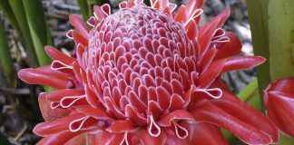 Regiões Sul e Caparaó recebem Encontro de Produtores de Flores e Plantas Ornamentais