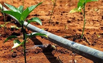 Comissão discute descontos em tarifas de energia usada para irrigação rural