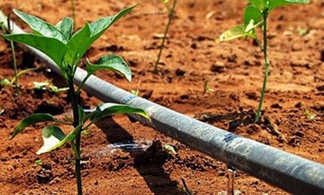 Comissão discute descontos em tarifas de energia usada para irrigação rural