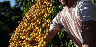 Café do Brasil ganhará mercado com volumosa safra de boa qualidade, diz BSCA