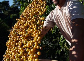 Café do Brasil ganhará mercado com volumosa safra de boa qualidade, diz BSCA
