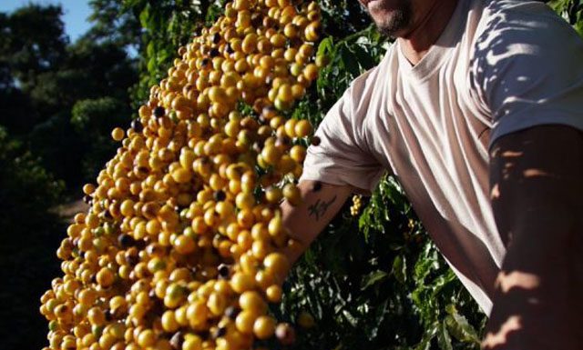 Conab mostra aumento na safra de café impulsionada pela bienalidade positiva em 2020
