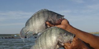 Produção de tilápia cresce 11,9% e Brasil se consolida como 4º maior produtor mundial