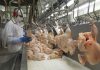 China eleva compra de carne de frango do Brasil