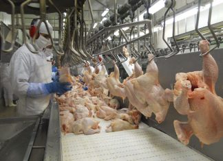 China eleva compra de carne de frango do Brasil