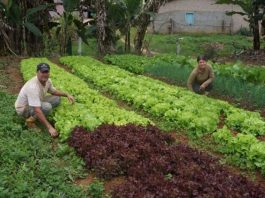 Agricultura familiar terá mais R$ 1 bilhão para investimento