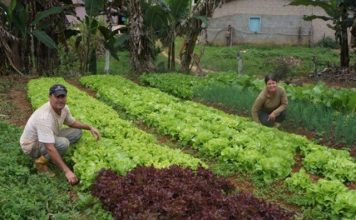 Decreto vai aumentar informação de pequenos produtores sobre aplicação de defensivos