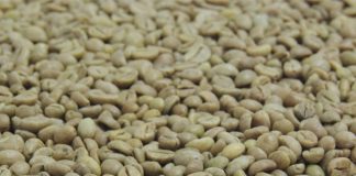 Incaper lança nova cultivar melhorada de café conilon propagada por semente