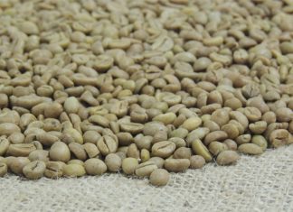 Incaper lança nova cultivar melhorada de café conilon propagada por semente