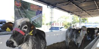 Pecuária leiteira e cafeicultura serão destaques de feira em Nova Venécia