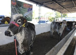 Pecuária leiteira e cafeicultura serão destaques de feira em Nova Venécia