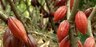 Cultivo do cacau requer manejo diferenciado