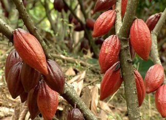 Produtores brasileiros buscam cacau de alta produtividade