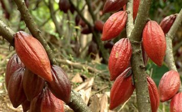 Produção sustentável de cacau é tema de dois projetos na pauta da CRA