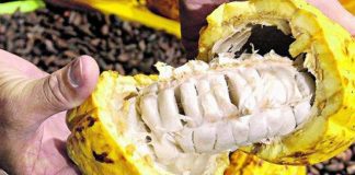 Brasil quer ganhar posições na produção mundial de cacau e chocolate