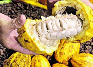Brasil quer ganhar posições na produção mundial de cacau e chocolate