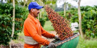 Plano Safra: Sicoob ES libera R$ 570 milhões para produtores rurais