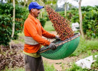 Plano Safra: Sicoob ES libera R$ 570 milhões para produtores rurais
