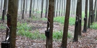 Governo eleva alíquota de importação para borracha natural