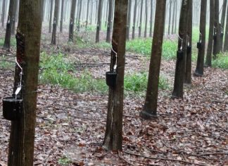 Portaria divulga subvenção de R$ 70 milhões para equalizar o preço da borracha natural na safra 2023/2024