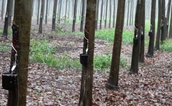 1ª Semana Agropecuária de Pinheiros e Região terá programação extensa e diversificada