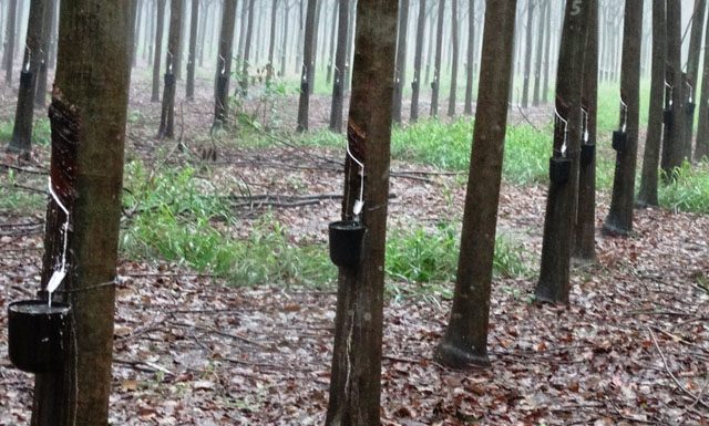 1ª Semana Agropecuária de Pinheiros e Região terá programação extensa e diversificada