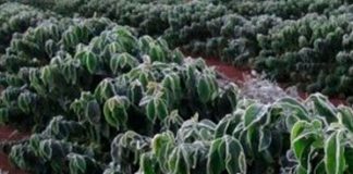 Geada nos cafezais aumenta cotações em 200 pontos