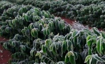 Geada nos cafezais aumenta cotações em 200 pontos