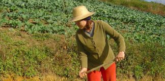 Pronaf: governo amplia possibilidade de acesso de cooperativas agro
