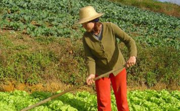 Pronaf: governo amplia possibilidade de acesso de cooperativas agro