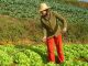 Mudanças no Pronaf beneficiam cooperativas da agricultura familiar
