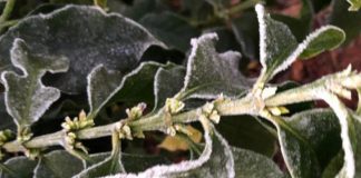 Mapa define condições para liberação de linha de crédito para cafeicultores atingidos por geadas