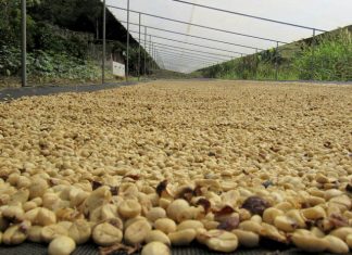Preços do arábica reagem; robusta permanece estável