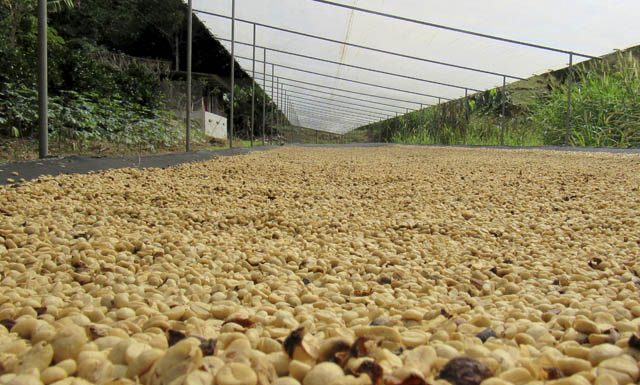 Começa amanhã o 12º Simpósio Estadual do Café e a 9ª Feira de Insumos