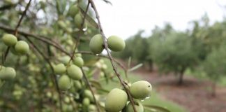 Produção de oliveiras é tema de reunião em Iúna