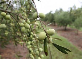 Produção de oliveiras é tema de reunião em Iúna