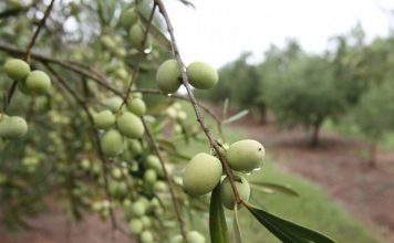 Produção de oliveiras é tema de reunião em Iúna