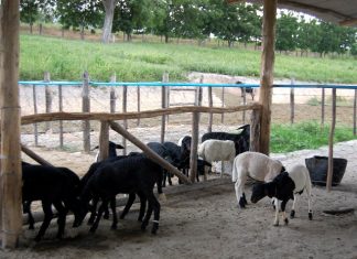 Palestra sobre melhoramento genético na ovinocultura