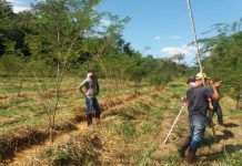 Projeto estuda como acelerar o crescimento de árvores para recuperação de áreas de pastagem