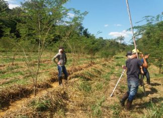 Projeto estuda como acelerar o crescimento de árvores para recuperação de áreas de pastagem