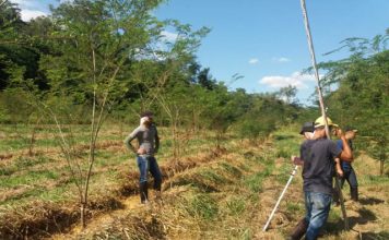 Projeto estuda como acelerar o crescimento de árvores para recuperação de áreas de pastagem