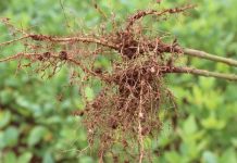 Fungicida mais eficiente e menos tóxico terá registro liberado