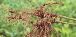 Fungicida mais eficiente e menos tóxico terá registro liberado