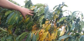 Amarelecimento das folhas do cafeeiro conilon