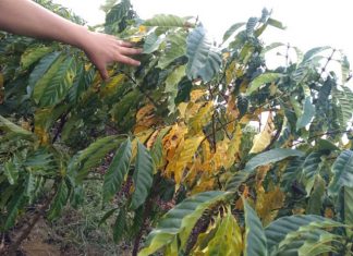 Amarelecimento das folhas do cafeeiro conilon