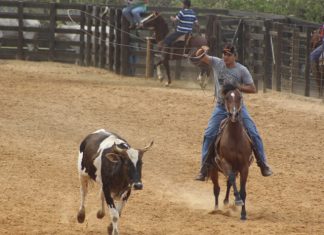 Lei reconhece modalidades equestres como Patrimônio Cultural brasileiro