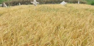 Cevada cervejeira tem potencial de cultivo no Espírito Santo e pode ser opção de mercado