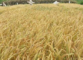 Cevada cervejeira tem potencial de cultivo no Espírito Santo e pode ser opção de mercado