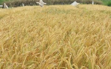 Cevada cervejeira tem potencial de cultivo no Espírito Santo e pode ser opção de mercado