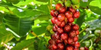 IBGE reduz em 0,5% previsão de safra de café do Brasil de 2019